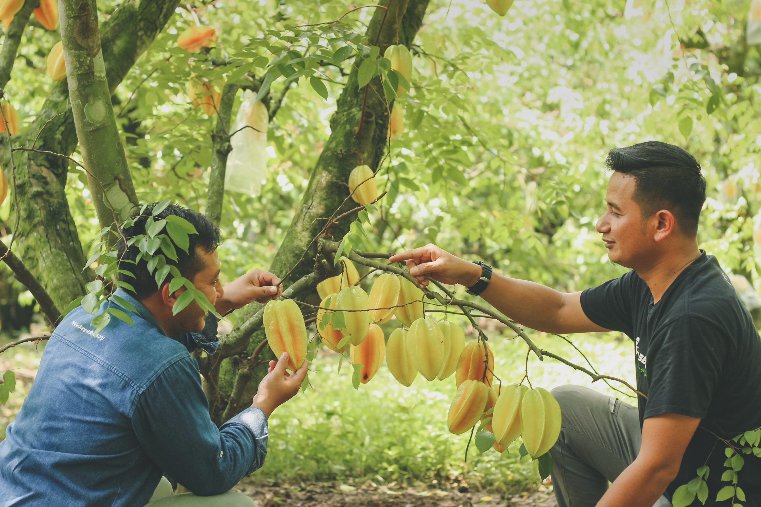 Dompet Dhuafa Jatim Kembali Laksanakan Pelatihan Penguatan Sumber Daya Petani Belimbing