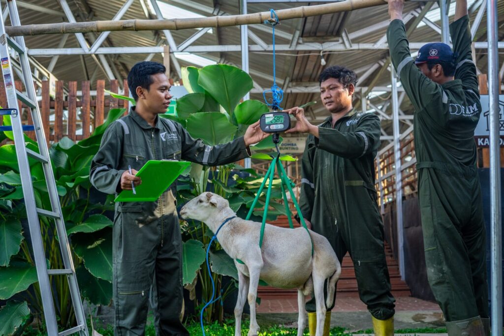 Syarat-Syarat Sah Hewan Kurban Idul Adha